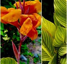 Canna lily bengal for sale  San Diego