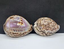 Two tiger cowrie for sale  Powderly