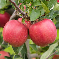 Apple braeburn fruit for sale  UK
