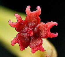 Euphorbia attastomas exotic for sale  Miami