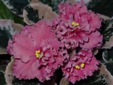 African violet ness for sale  LONDON