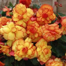 Begonia cascading fireball for sale  IPSWICH