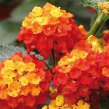 Lantana evita red for sale  Shipping to Ireland