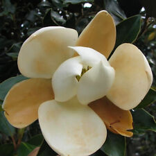 Magnolia grandiflora little d'occasion  Pouzauges