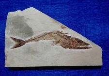 Pesce fossile eurypholis usato  Napoli