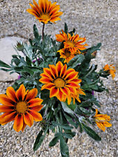 RIGENY GAZANIA - "FROSTY KISS ORANGE FLAME"- 25 NASION-JEDNOROCZNE na sprzedaż  Wysyłka do Poland