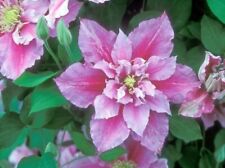 Clematis piilu early for sale  MARCH