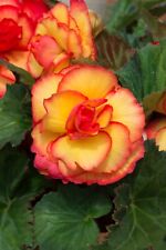 Begonia top sun for sale  WORKSOP