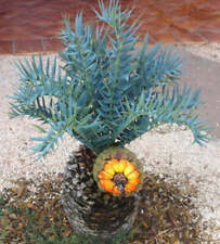 Used, Encephalartos horridus SEEDS for sale  Shipping to South Africa