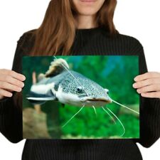 A4 - Cool Red Tailed Catfish Poster 29.7X21cm280gsm #16677, used for sale  SELBY