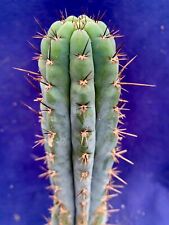 Large columnar cactus for sale  PENZANCE