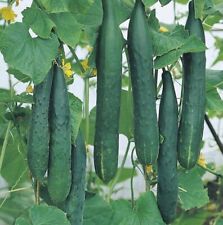 Cucumber burpless plug for sale  CONSETT