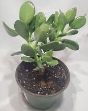 Jade plant crassula for sale  Orlando