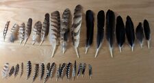 hornbill feathers for sale  Marana