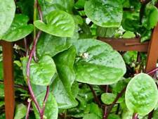 Red malabar spinach for sale  SALISBURY