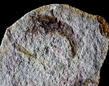 Belle crevette fossile d'occasion  La Roche-sur-Yon
