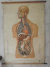 Vintage anatomical medical for sale  LEEK