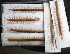 Giant centipedes 180mm for sale  Shipping to Ireland