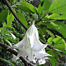 Angel trumpet 10 for sale  Shipping to Ireland