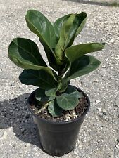 Ficus lyrata bambino for sale  Miami