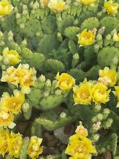 Eastern prickly pear for sale  Morrow