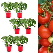 Tomato plants alicante for sale  GLASGOW