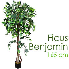 Ficus benjamin kunstpflanze gebraucht kaufen  Schwalmstadt