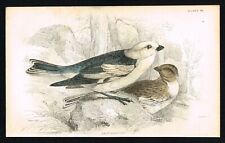 Snow bunting bird for sale  Shipping to Ireland
