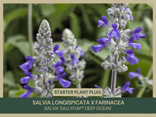 Salvia longispicata farinacea for sale  Portville