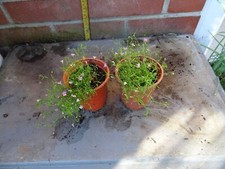 plants pink pots for sale plants pink pots for sale SOUTHAMPTON