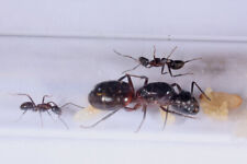 Fondation fourmis camponotus d'occasion  Perpignan-