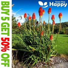 Red hot poker for sale  DONCASTER