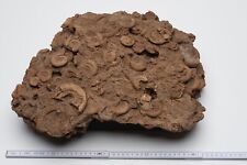 Große ammoniten platte gebraucht kaufen  Hannover