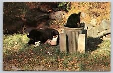 Black bear cubs for sale  Richmond