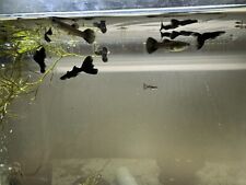 Black moscow guppy for sale  Ellicott City