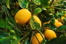 Meyer lemon tree for sale  Corning