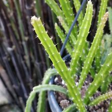 Aporocactus melanie unrooted for sale  LEIGH