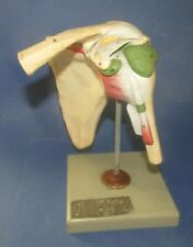 Ancienne maquette anatomie d'occasion  Mussidan
