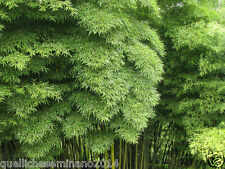 Używany, 20 semi di Phyllostachys PUBESCENS = moso bamboo, Bambos moosoo "Bambù gigante" na sprzedaż  Wysyłka do Poland