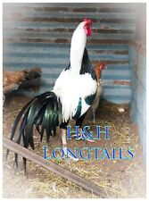 Large longtail aseel for sale  Mabank