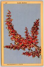 Ocotillo Blossoms Fouquieria Splendens Botanical Vintage Postcard Print Unposted for sale  Shipping to South Africa