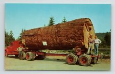 Giant fir tree for sale  Cincinnati
