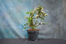 cherry blossom bonsai tree for sale  North Fort Myers