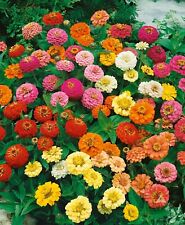 Zinnia thumbelina mix for sale  Sevierville