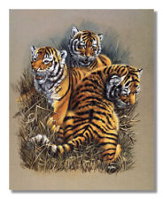 African tiger cat for sale  Springdale