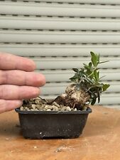 Olivastro bonsai mame usato  Italia