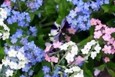 SEMILLAS OLVIDADAS DE FLORES COLORES MIXTOS 100 SEMILLAS FRESCAS ENVÍO GRATUITO  segunda mano  Embacar hacia Argentina