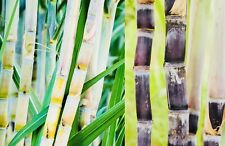 sugar sugarcane plants cane for sale  Atlanta
