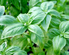 401 genovese basil for sale  Wichita