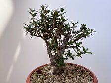 Pre bonsai olivastro usato  Siracusa